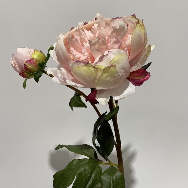 FLOWER, Peony Spray 55cm - Pink